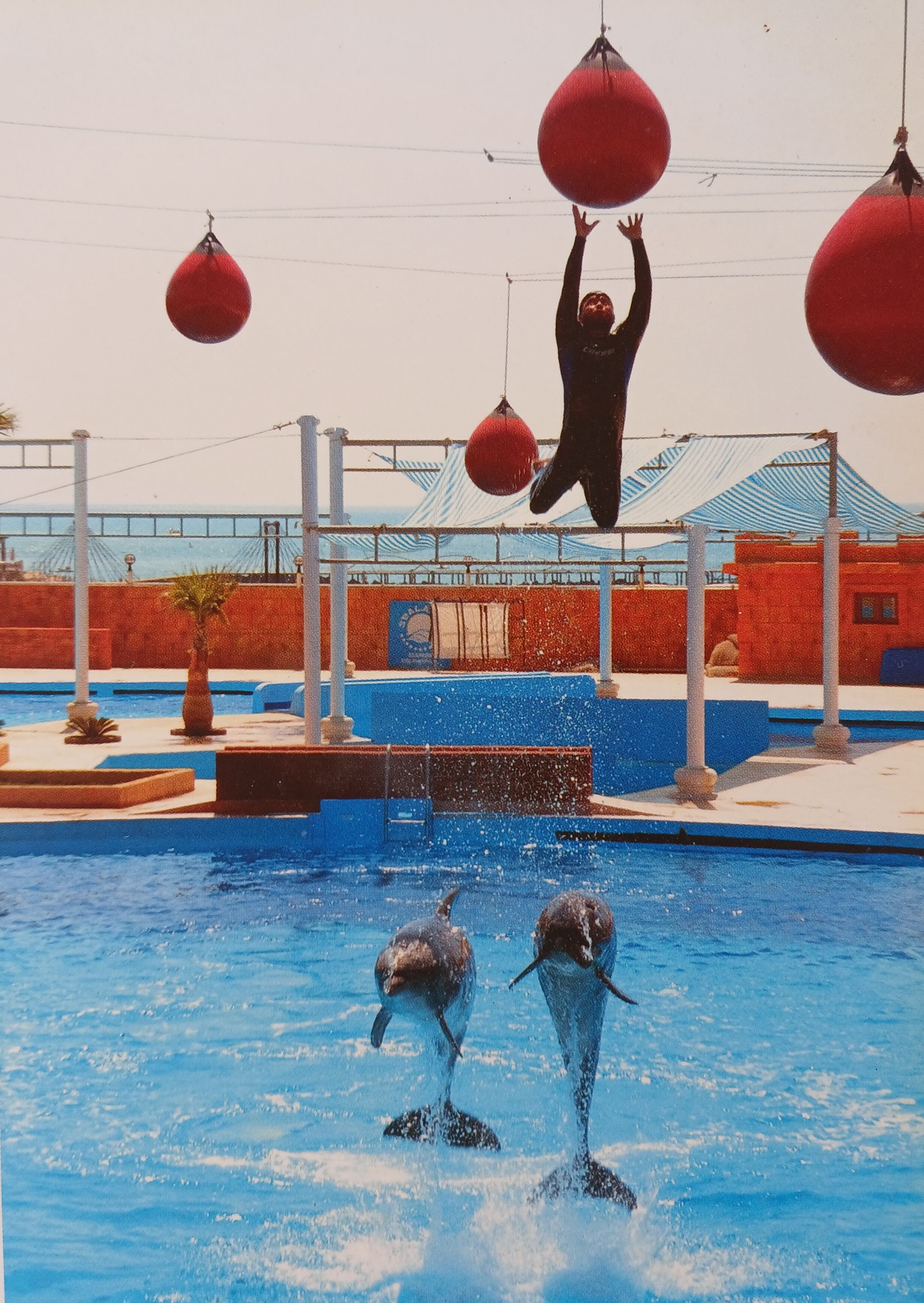 alanya dolphin show pickrota