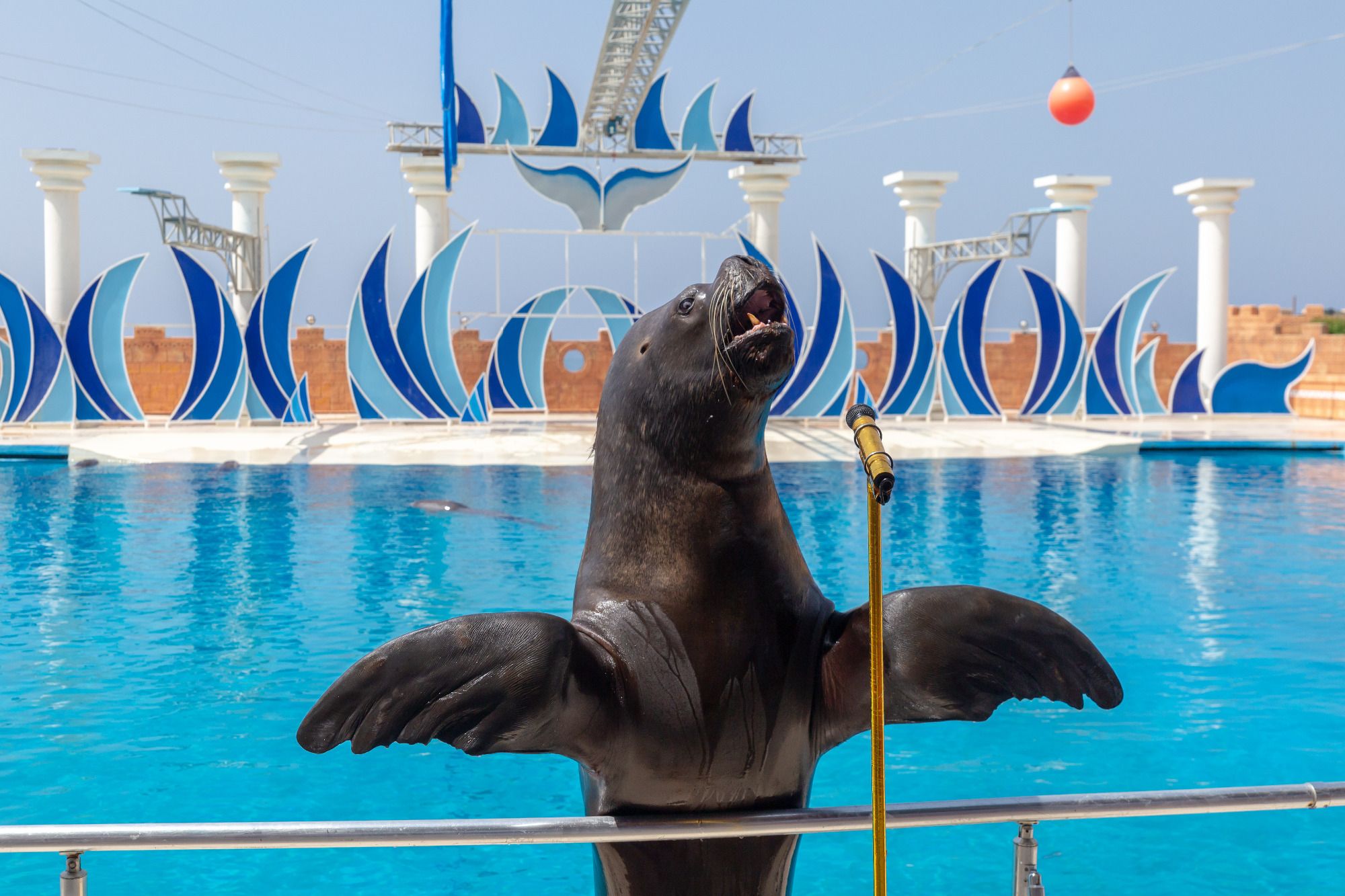 alanya dolphin show pickrota